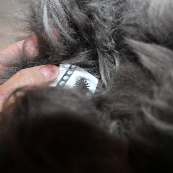 NIB‎ UGG THUNDER CLOUD WOMEN'S TALL POSH FUR SUEDE BOOTS 6 7 8 9 - Picture 7 of 9